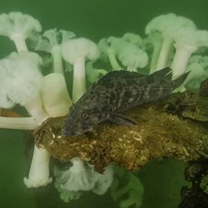 Plumose anemone and lingcod fish in Puget Sound, Seattle, Washington