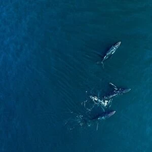 Arabian Humpback Whale