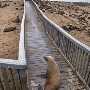 Brown fur seal (Arctocephalus pusillus) hauled out on board walk in Cape Cross seal colony