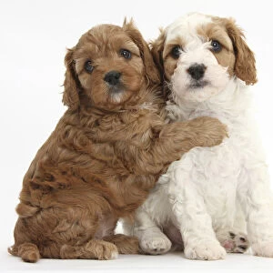 Cute red and red-and-white Cavapoo puppies, 5 weeks, hugging, against white background