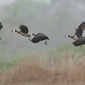 Flock of White-faced whistling duck (Actophilornis africanus) in flight, Allahein River, The Gambia