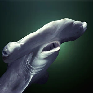 Head and gills of juvenile Scalloped hammerhead shark (Sphyrna Lewini), Kane ohe Bay