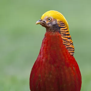 Male Golden Pheasant (Chrysolophus pictus) standing on grass in display plumage