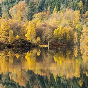 Trees reflected in Loch Tummel, Perthshire, Scotland, UK. October, 2014