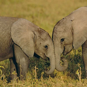 Two young African elephants {Loxodonta africana} Amboseli NP, Kenya