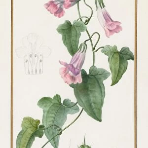(Botanical: Maurandia semperflorens), 1836. Creator: Pancrace Bessa (French, 1772-1846)