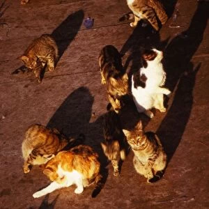 Cats in Rome at Pyramid of Celsius, 20th century. Artist: CM Dixon