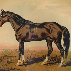 A Dongola Horse, c1850, (c1879). Creator: James Ward