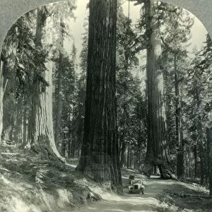 The Wawona Tunnel, Tree and Surrounding Forest, Mariposa Grove, Yosemite Nat. Park, Calif