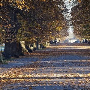 Autumn Leaves On Path In Greenwich Park; Greenwich, London, England, Uk