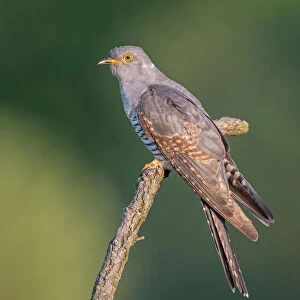 Common Cuckoo (Cuculus canorus) and Tree Pipit (Anthus trivialis), Saxony-Anhalt, Germany