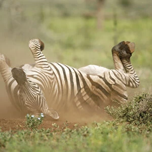 Plains Zebra (Equus quagga) adult rolling on back, taking a dust bath