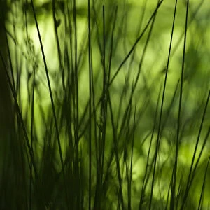View through some grasses