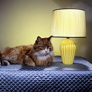 A cat sat beside a yellow lampshade circa 1960