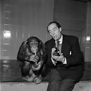 Comedian Eddile Molloy drinking from a bottle of coca cola at a zoo with a Chimp